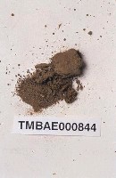 藏品(叢苔科)的圖片